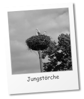 Jungstörche 2012 © N. Radicke